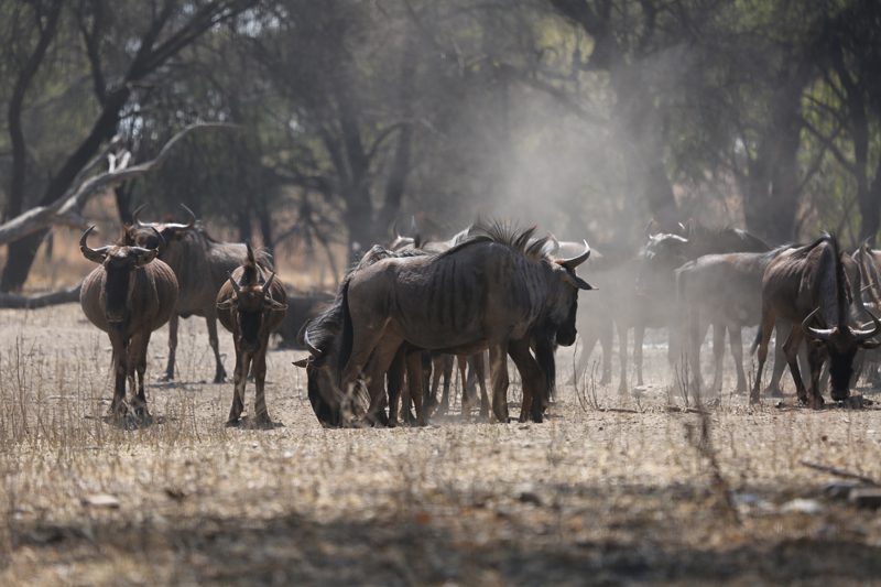 Lategan Safaris – Gallery