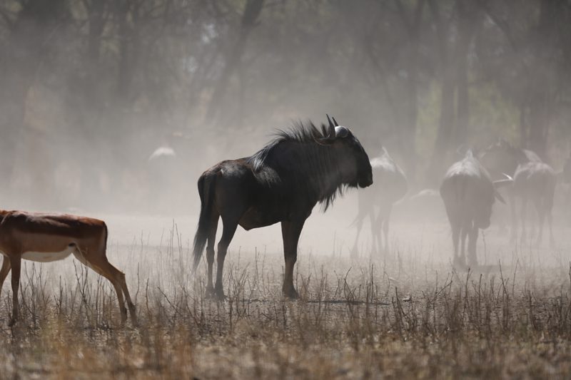 Lategan Safaris – Gallery
