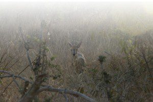 About-Us-Lategan-Safaris