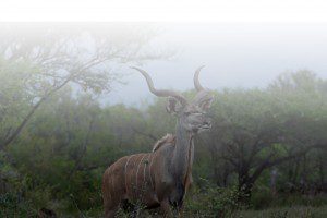 About-Us-Lategan-Safaris