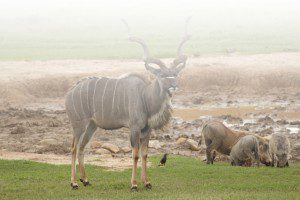 About-Us-Lategan-Safaris