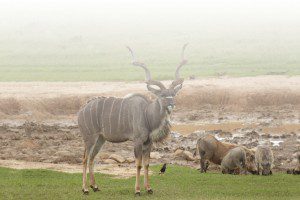 About-Us-Lategan-Safaris