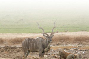 About-Us-Lategan-Safaris