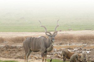 About-Us-Lategan-Safaris