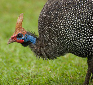 Bird shooting Lategan Safaris squre