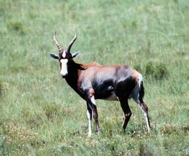 Lategan Safaris – Gallery