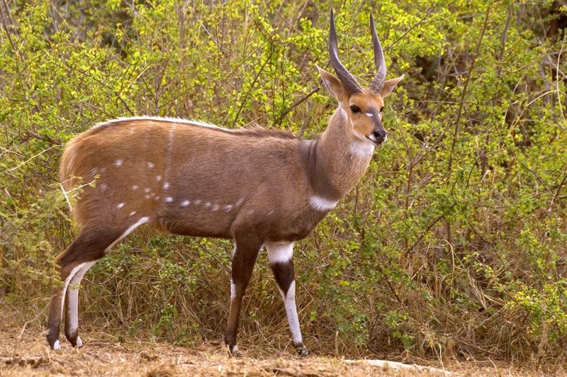 Lategan Safaris – Gallery