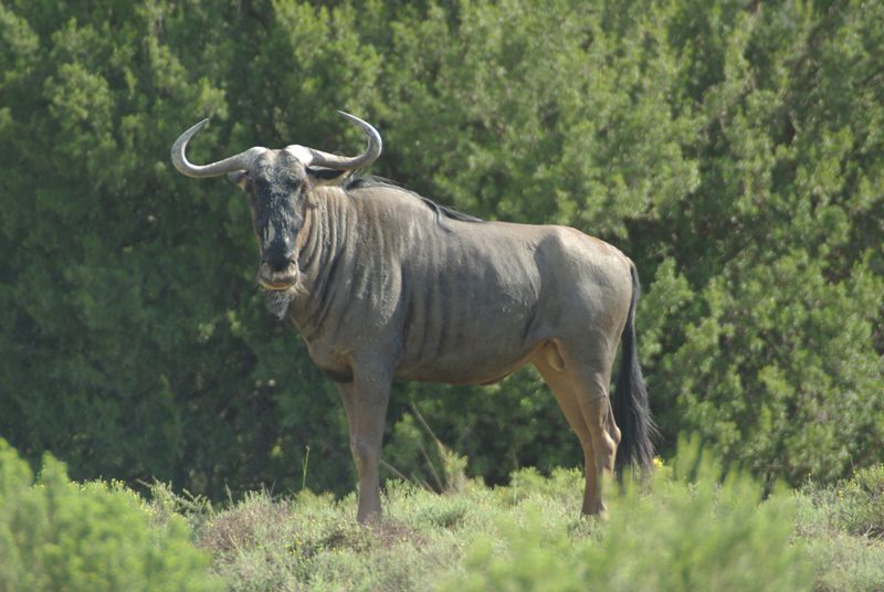 Lategan Safaris – Gallery
