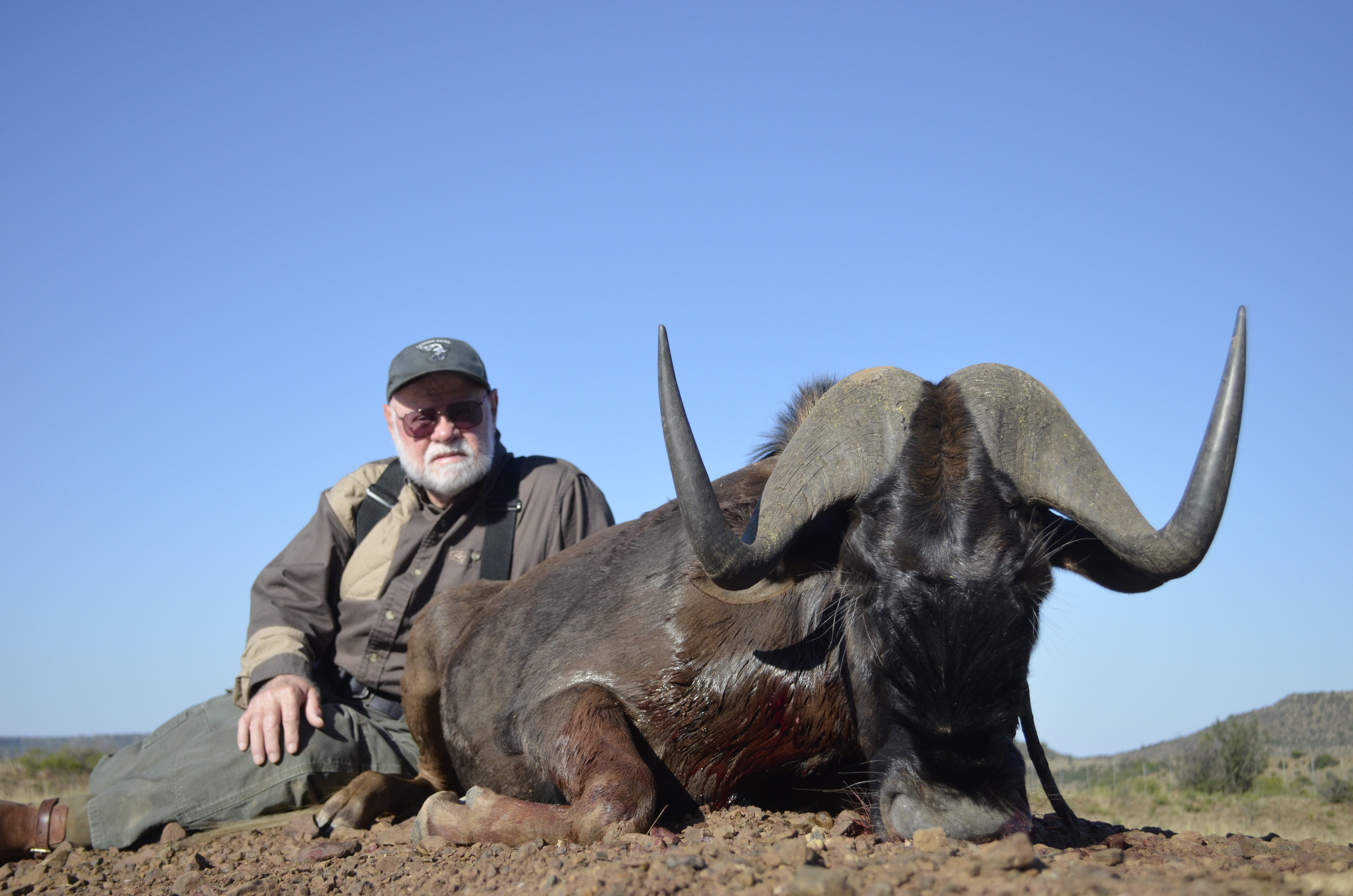 Black Wildebeest