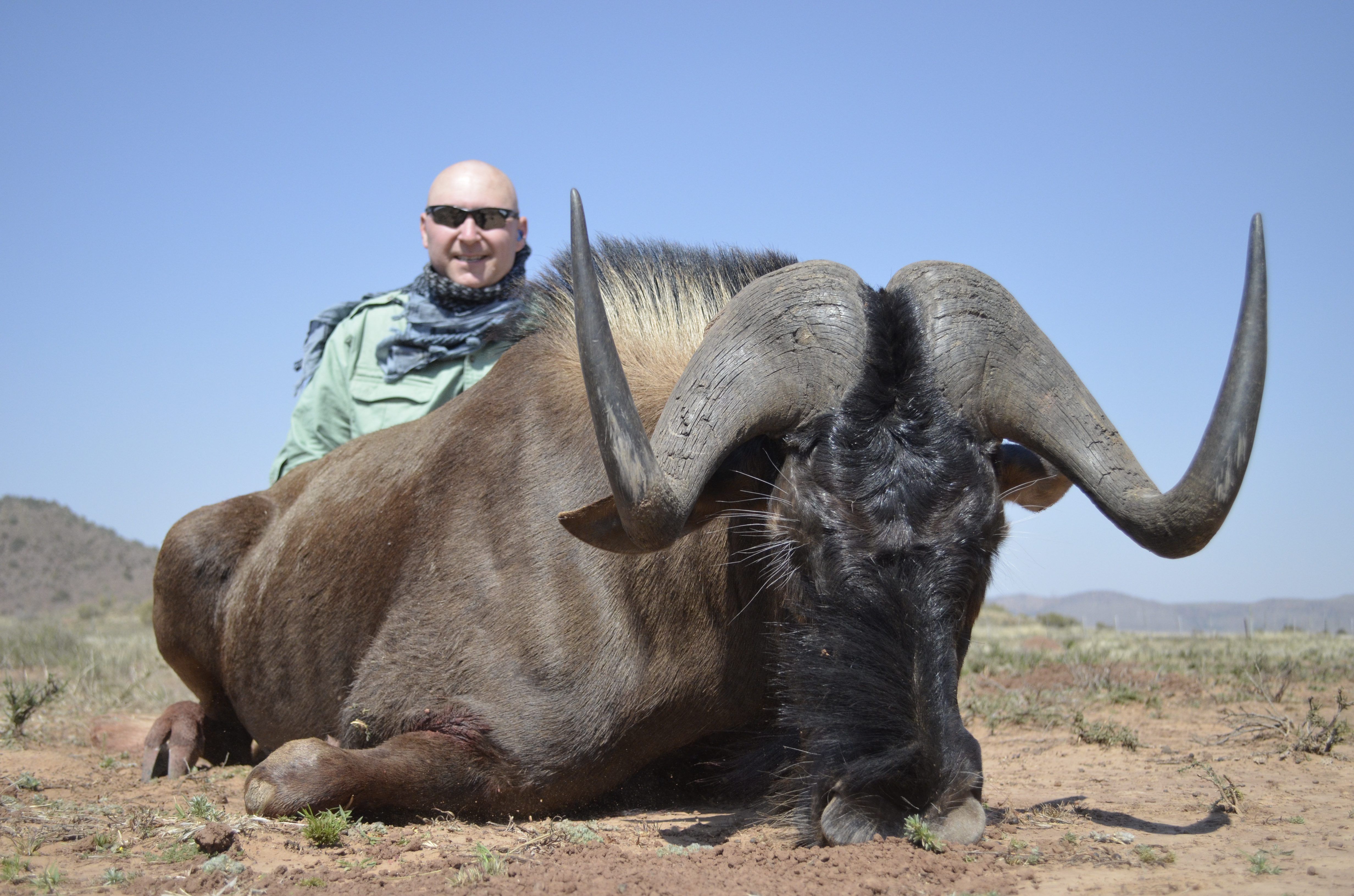 Black Wildebeest
