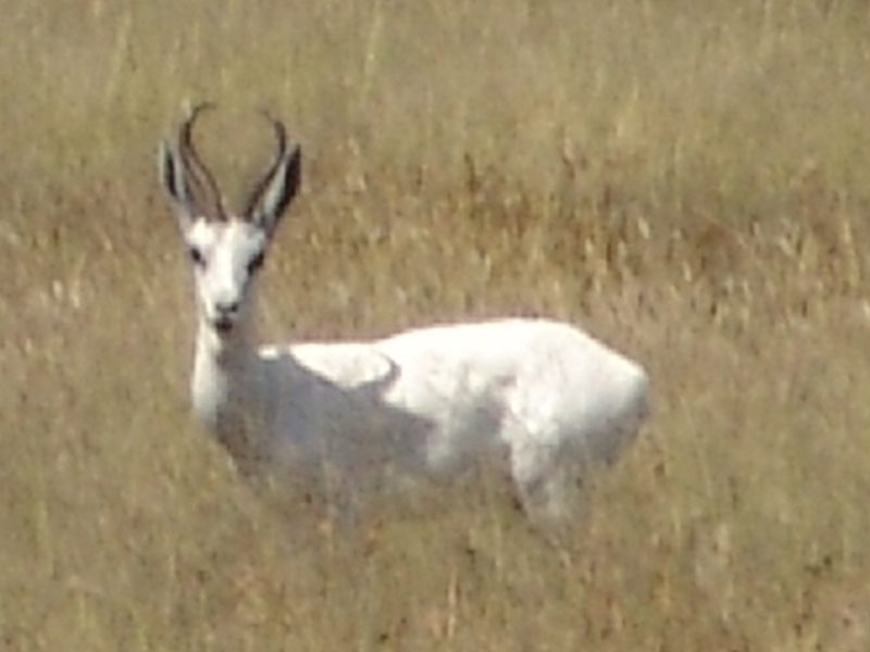 Lategan Safaris – Gallery