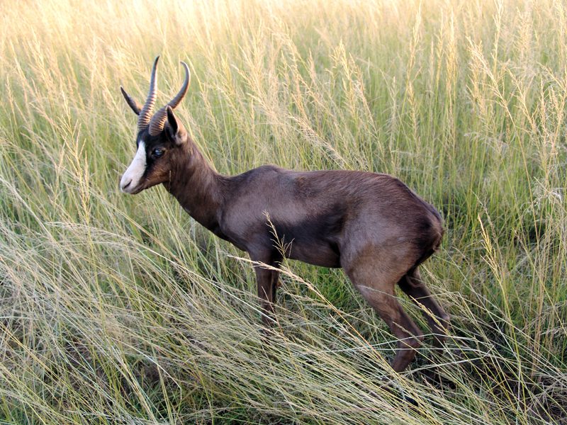 Lategan Safaris – Gallery