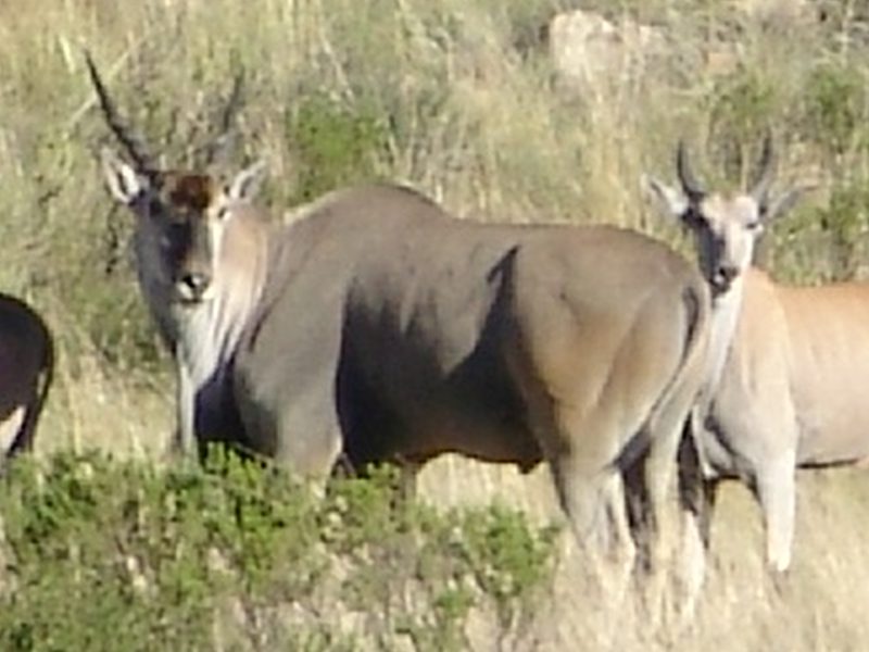 Lategan Safaris – Gallery