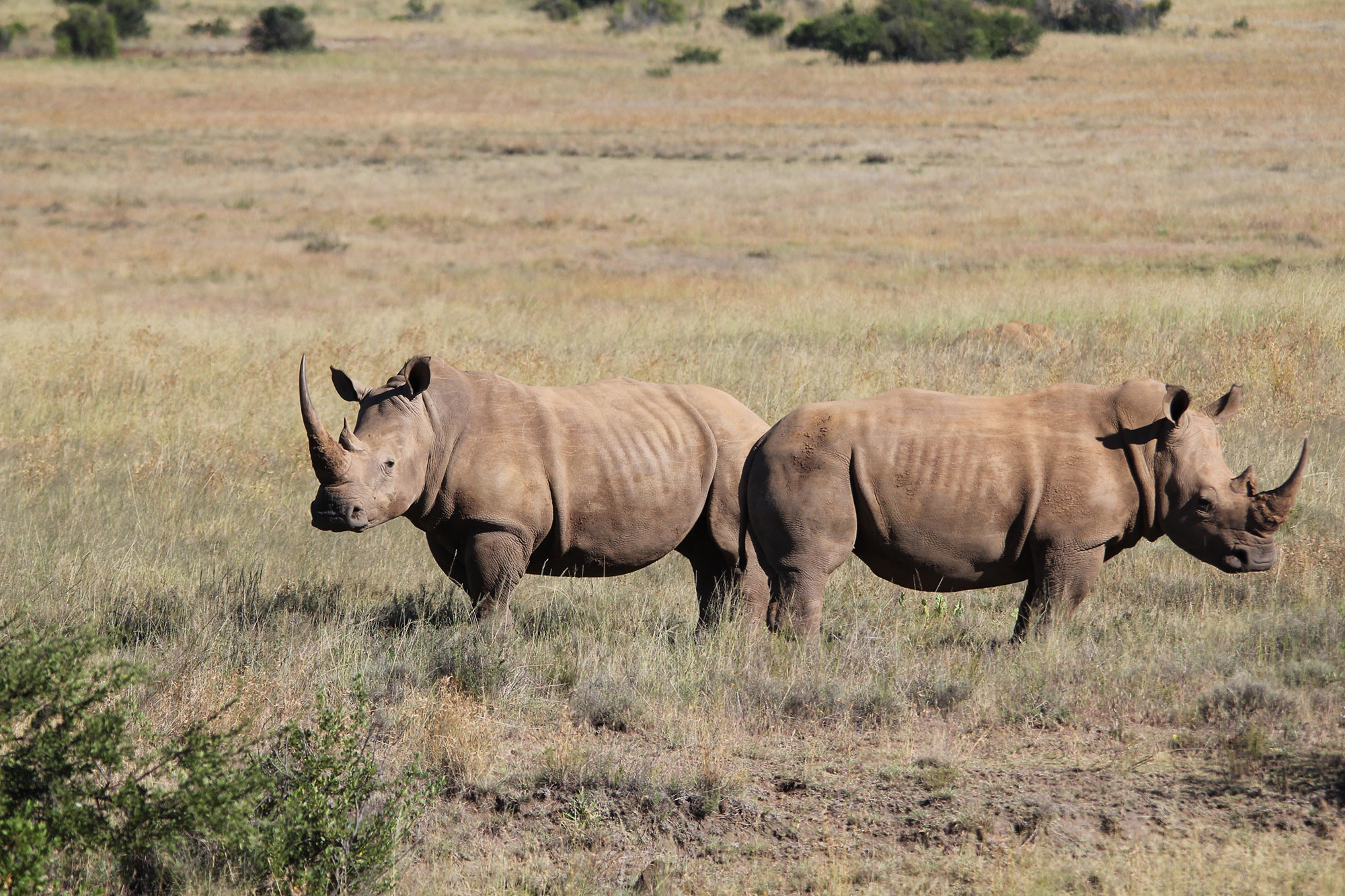 Gallery-Lategan-Safaris