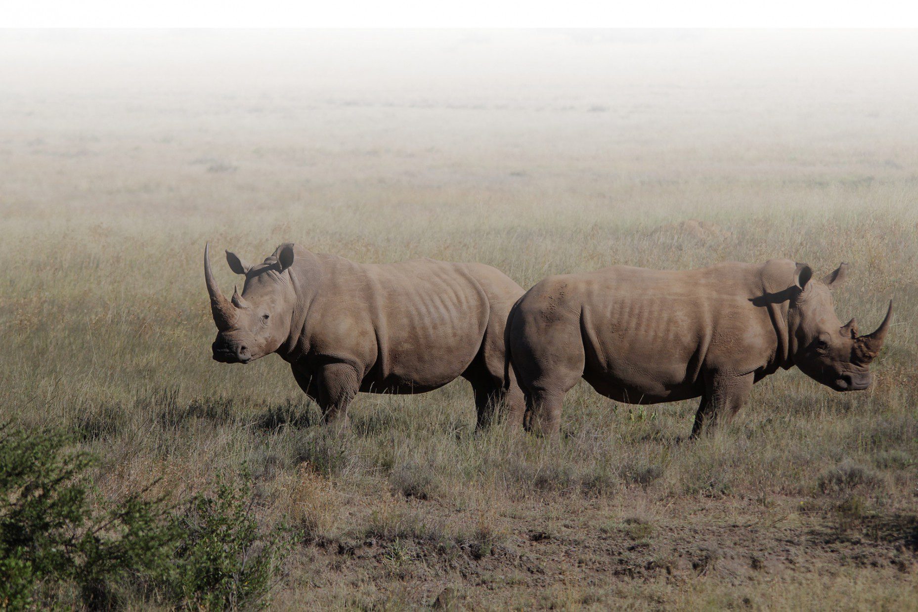 Gallery-Lategan-Safaris