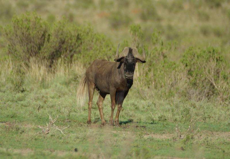 Lategan Safaris – Gallery