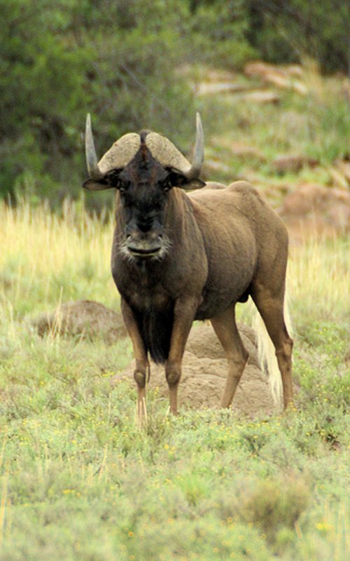 Lategan Safaris – Gallery