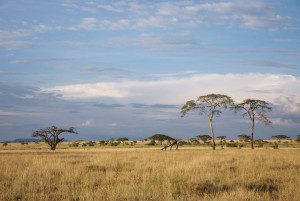 Hunting Services Lategan Safaris
