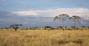 Hunting Services Lategan Safaris