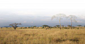 Hunting-Services-Lategan-Safaris