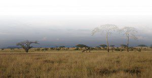 Hunting-Services-Lategan-Safaris