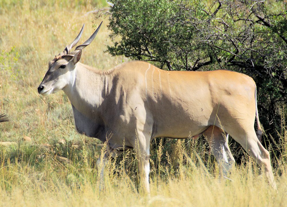 Eland