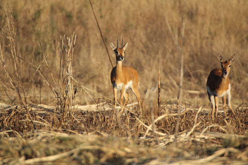 Lategan Safaris – Gallery