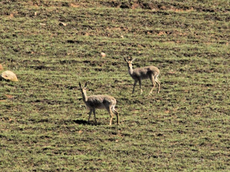 Lategan Safaris – Gallery