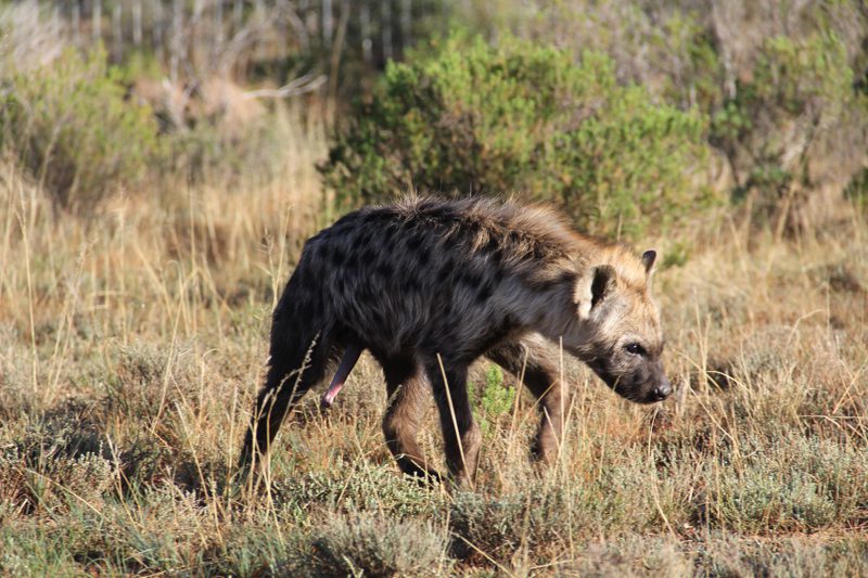 Lategan Safaris – Gallery