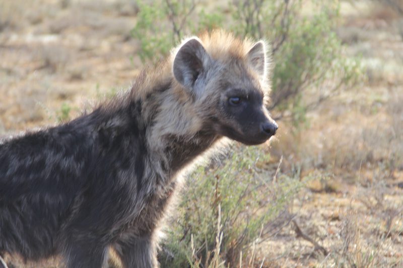 Lategan Safaris – Gallery