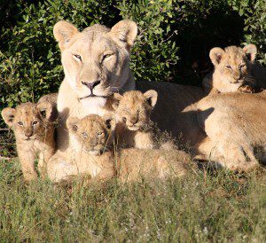 Lategan Safaris Lion Breeding