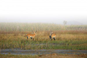 Lategan-Safaris TOP HEADER_home
