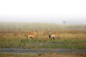 Lategan Safaris TOP-HEADER_home_mobile