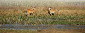 Lategan Safaris TOP-HEADER_home_mobile