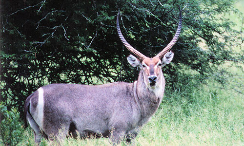 Lategan-Safaris-info1