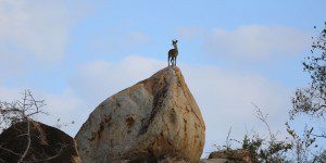 Lategan Safaris information1