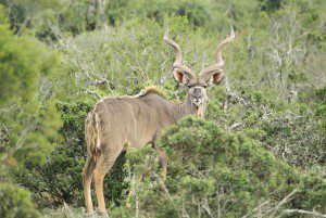Lategan Safaris rest assured
