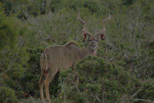 Lategan-Safaris-rest-assured1