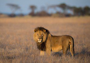 Lion Breeding Lategan Safaris