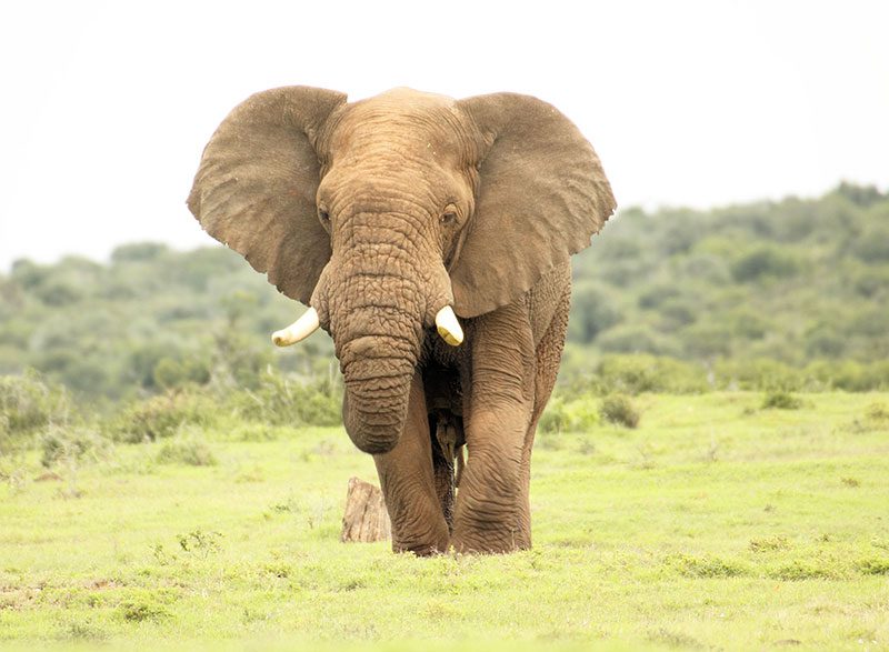 Lategan Safaris Gallery