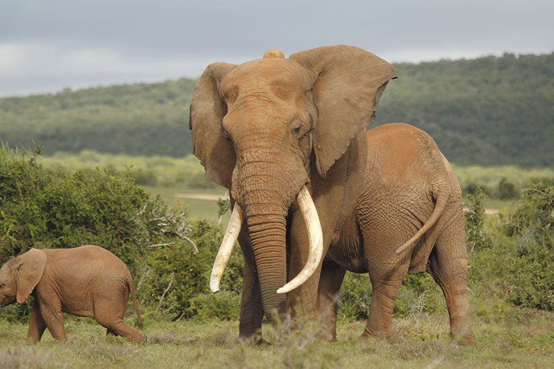Lategan Safaris Gallery