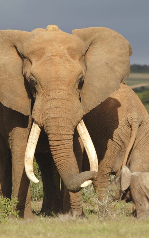 Lategan Safaris – Gallery