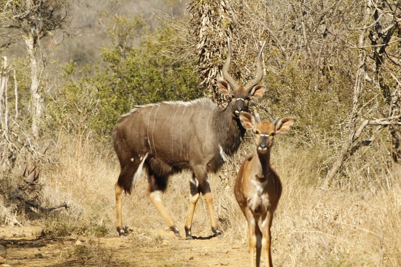 Lategan Safaris – Gallery