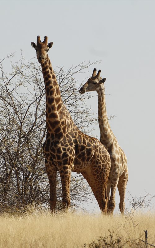 Lategan Safaris – Gallery
