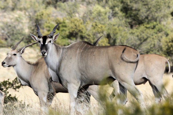 Eland