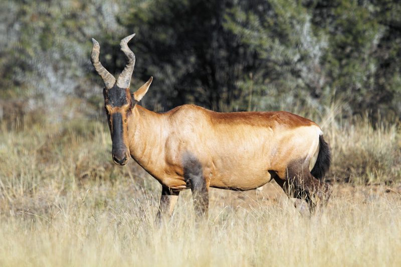 Lategan Safaris – Gallery