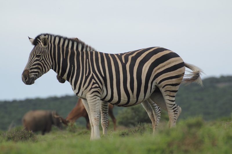 Lategan Safaris – Gallery