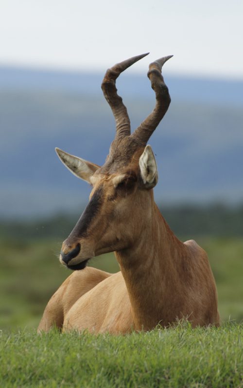 Lategan Safaris – Gallery