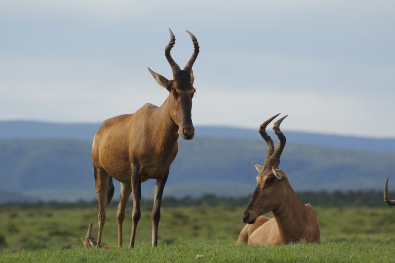 Lategan Safaris – Gallery