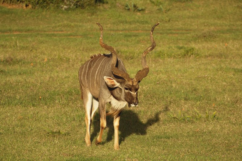 Lategan Safaris – Gallery